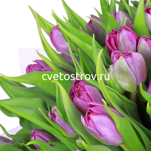 Букет из 51 тюльпанов "Принцесса"