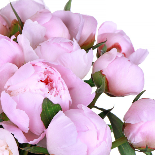 Пионы Алерти (Alertie) 15 штук