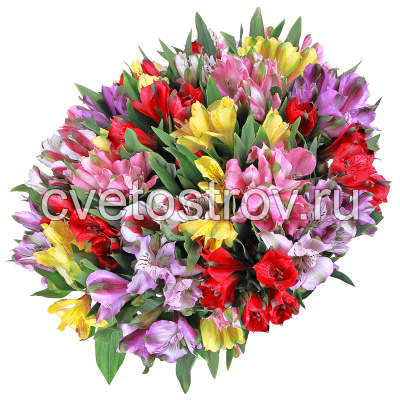 Альстромерия микс 25 штук