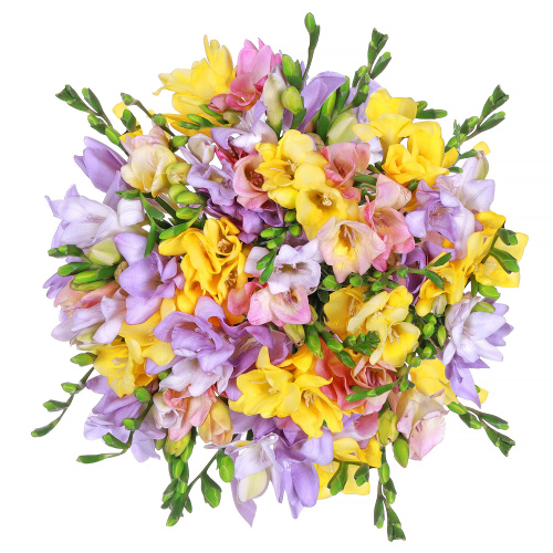 Фрезия микс