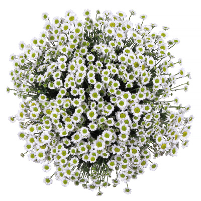 Хризантема кустовая Сантини Мадиба (Madiba) белая 25 штук