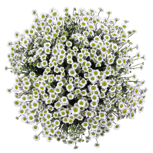 Хризантема кустовая Сантини Мадиба (Madiba) белая 25 штук