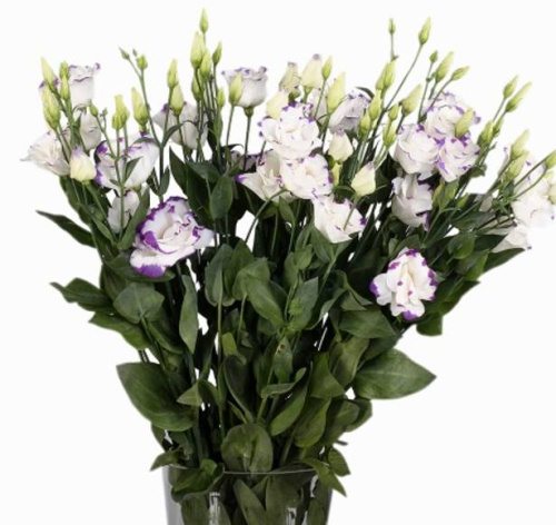 Лизиантус (Picco blue)