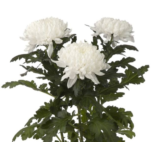 Хризантема одноголовая Гагарин (Gagarin) Хризантема одноголовая Гагарин (Gagarin)