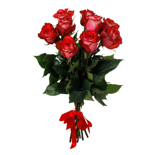 Розы " Игуана " 9 штук 40 см