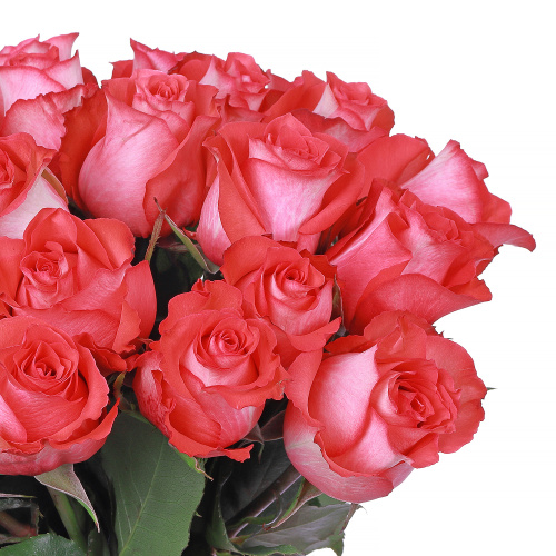 Букет из 11 роз Игуана (Iguana)