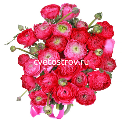 Букет из 15 розовых ранункулюсов