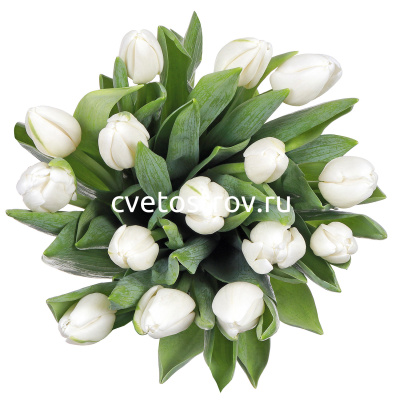 Букет из 15 белых тюльпанов "Антарктика"