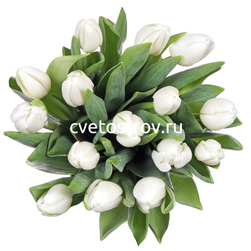 Букет из 15 белых тюльпанов "Антарктика"