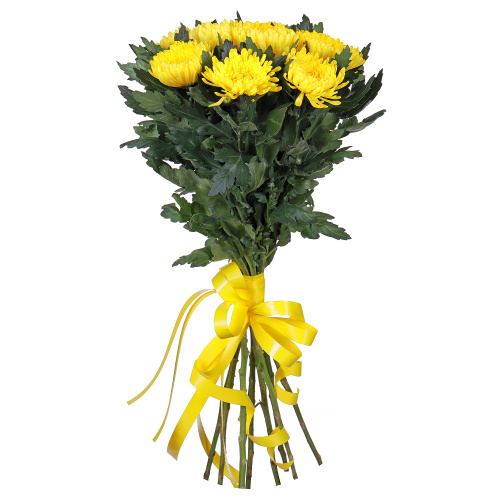 Хризантема одноголовая "Миголи" 9 штук