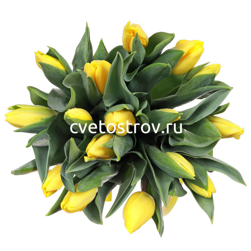 Тюльпаны 15 штук "Стронг Голд"