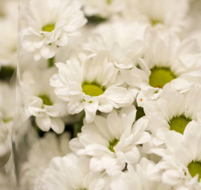 Хризантема кустовая Бакарди (Bacardi) белая