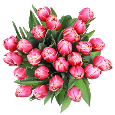 Тюльпаны 25 штук "Колумбус"