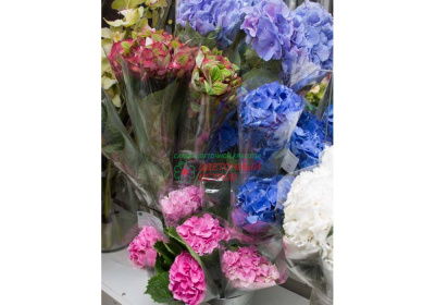 Гидрангея микс