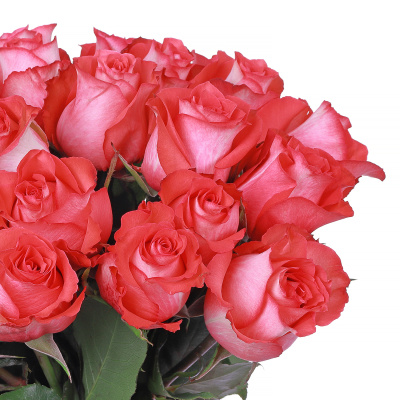 Букет из 25 роз Игуана (Iguana) (60 см.)