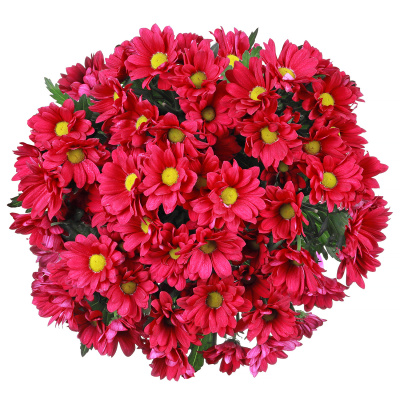 Хризантемы кустовые красные