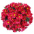 Хризантемы кустовые красные
