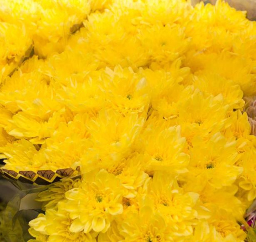 Хризантема кустовая Балтика (Baltica) жёлтая Хризантема кустовая Балтика (Baltica) жёлтая