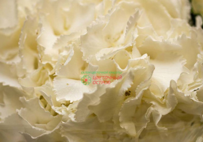 Гидрангея Вайт (White)