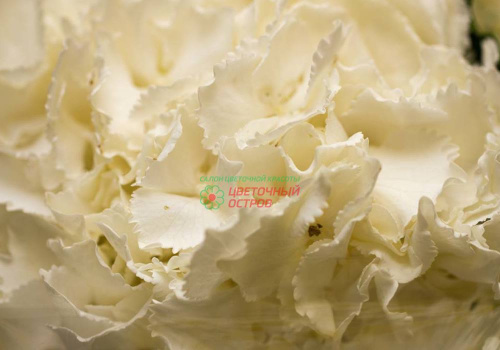 Гидрангея Вайт (White)