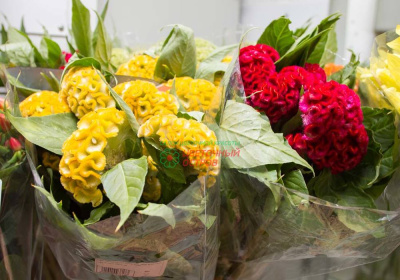 Целозия в ассортименте