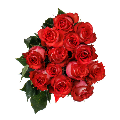 Розы " Игуана " 13 штук 40 см