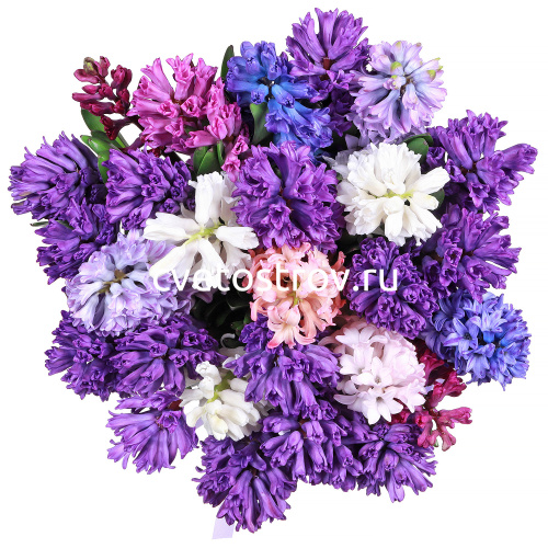 Букет из 25 гиацинтов микс