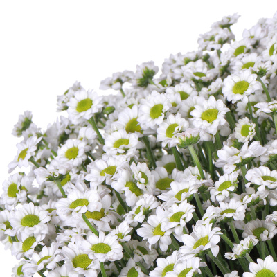 Хризантема кустовая Сантини Мадиба (Madiba) белая 25 штук