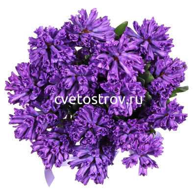 Букет из 15 гиацинтов "Блю Стар"