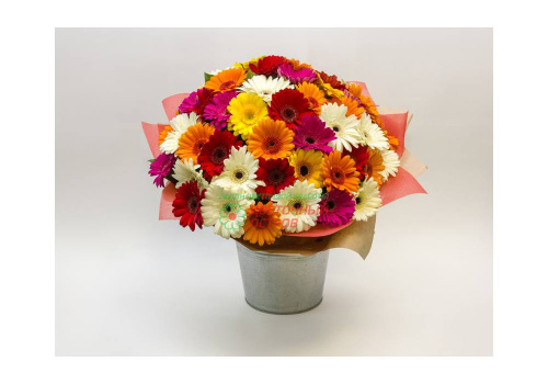 Букет из 51 гермини микс