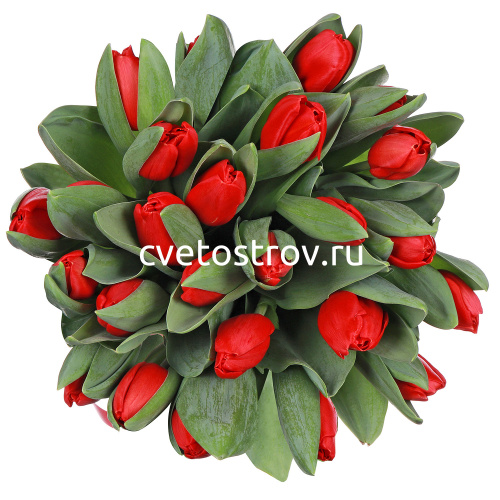 Букет из 25 красных тюльпанов