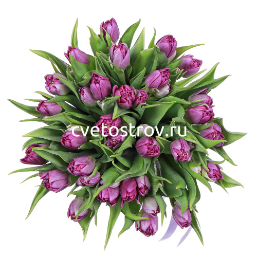Букет из 25 тюльпанов "Пурпул Принц"