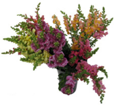 Антиринум в ассортименте