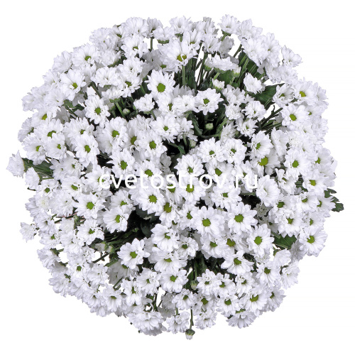 Букет из 15 хризантем Сантини Баунсер