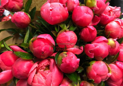 Пионы Корал Шарм (Coral Charm)