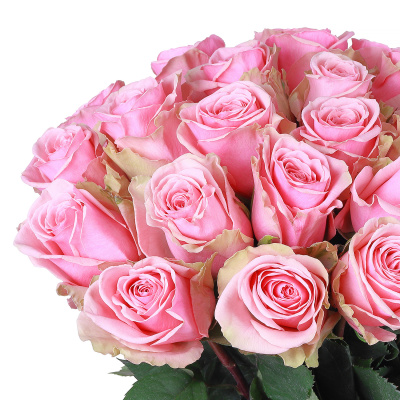 Роза "Геральдина" 40см