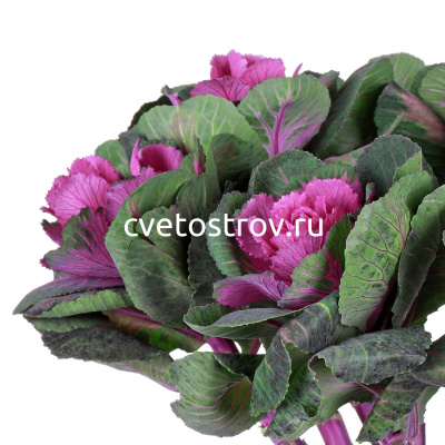 Букет из 11 розовой барссики