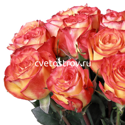 Букет из 15 роз Хай Меджик (High Magic) (50 см.)