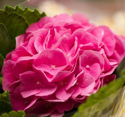 Гидрангея аметист (Amethyst)