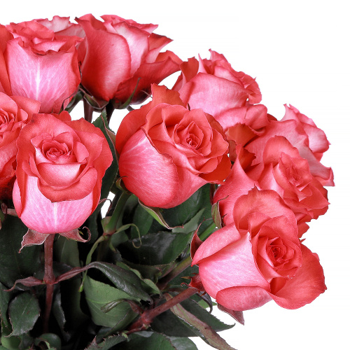 Роза "Игуана" 50см