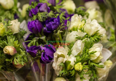 Анемоны микс