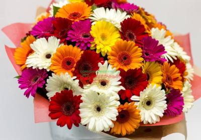 Букет из 51 гермини микс