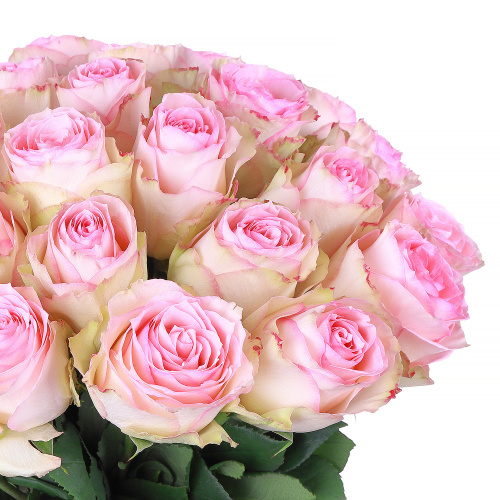 Роза " Эсперанс" (40 см.)