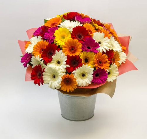 Букет из 51 гермини микс