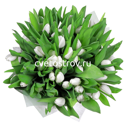 Букет из 51 тюльпана "Вайт Марвел"