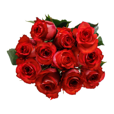 Роза " Игуана" 11 штук 40 см