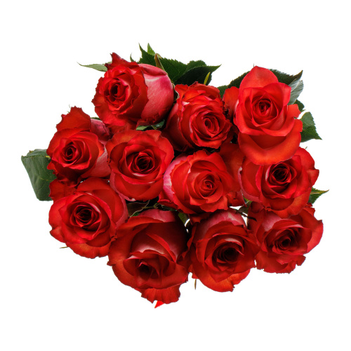 Роза " Игуана" 11 штук 40 см