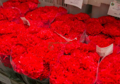 Гвоздика Гранд Слэм (Grand Slam)