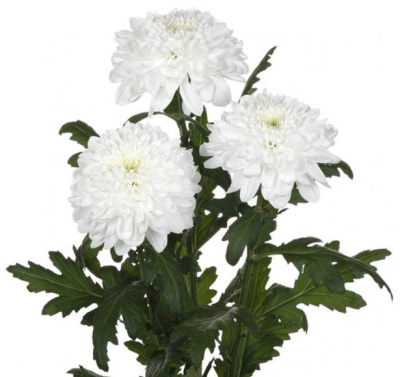 Хризантема Зембла (Zembala)