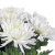 Букет из 25 кустовых хризантем Балтика (Baltica) белая